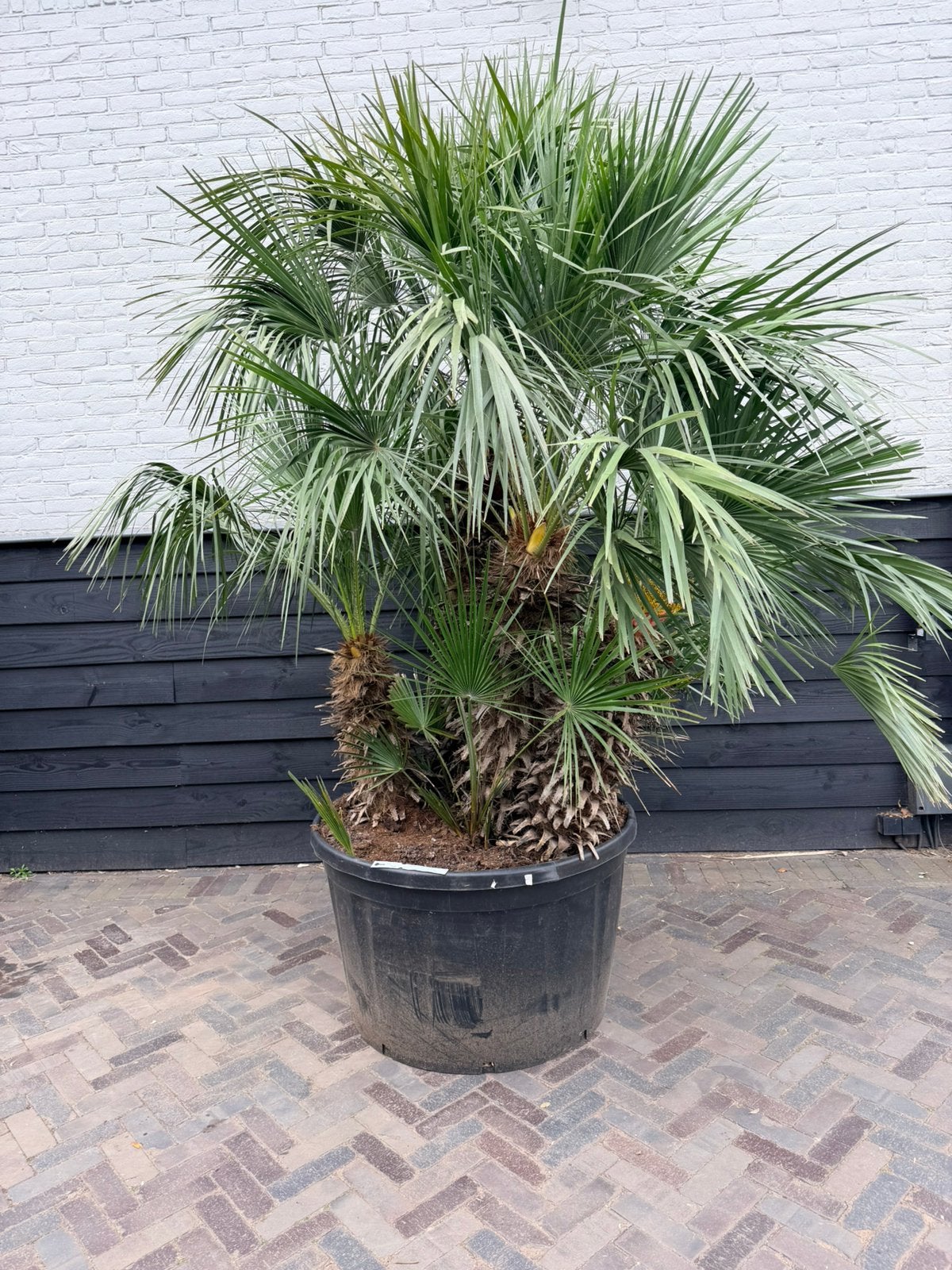 Mooie grote meerstammige chamaerops humilis palmbomen, Tuin en Terras, 100 tot 250 cm, Zomer, Palmboom, Ophalen