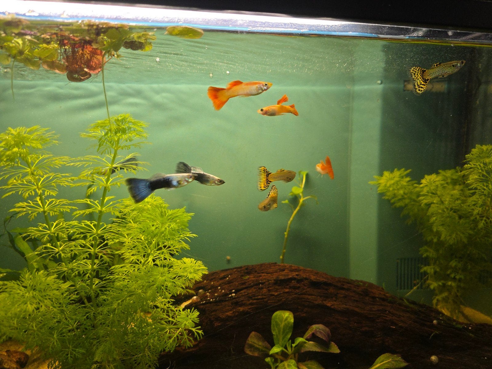 Guppies gratis 6 stuks, Dieren en Toebehoren, Vis, Zoetwatervis