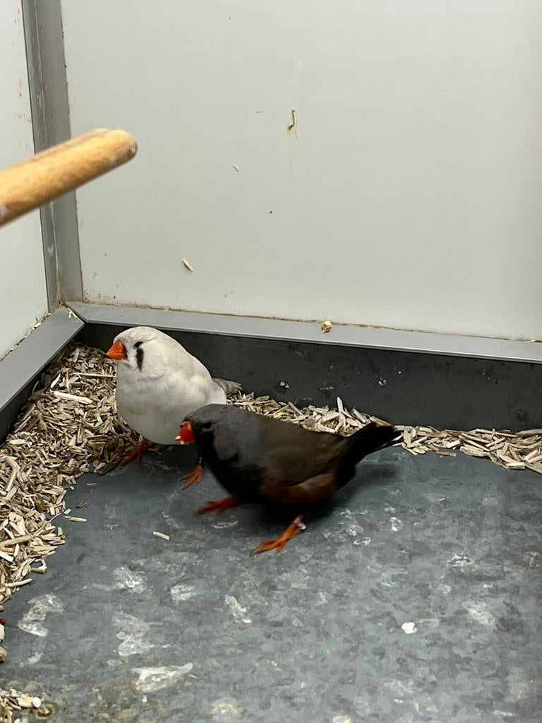 Zebravink Charcoal x Zebravink Split Charcoal, Dieren en Toebehoren, Meerdere dieren, Tropenvogel, Geringd