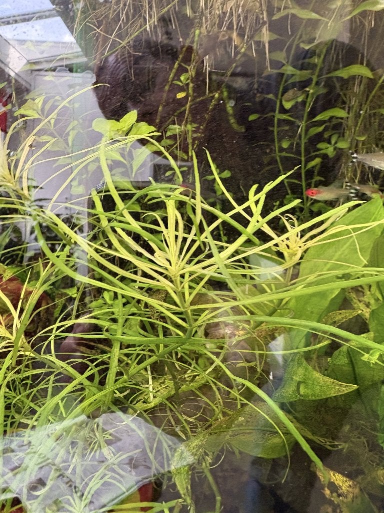 Pogostemon Octopus, Ophalen, Nieuw, Plant(en), Steen of Hout