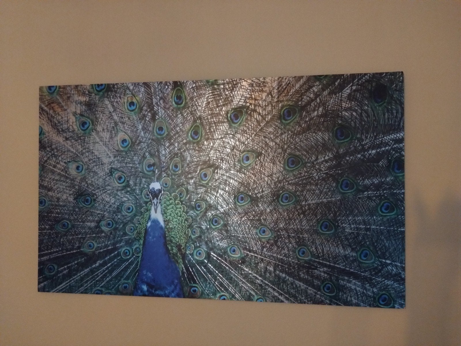 Grote muurdecoratie Pauw met uitgespreide verenstaart op alu, Ophalen, 50 – 75, Gebruikt, Schilderij