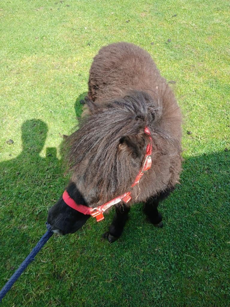 Leuke Shetlander pony, Merrie