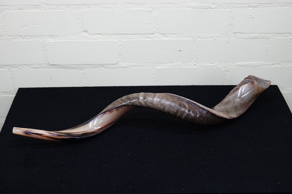 kudu shofar hoorn, Ophalen, Zo goed als nieuw, Hert, Gewei of Kop