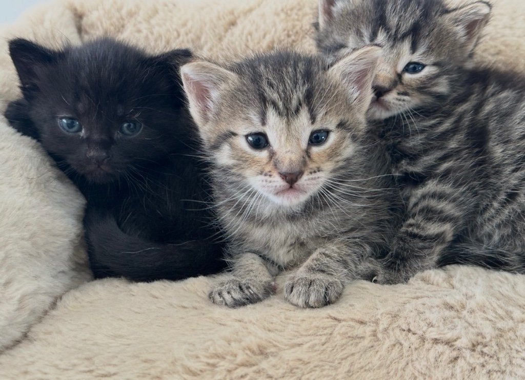 Lieve kittens te koop, Dieren en Toebehoren, Katten en Kittens | Raskatten | Korthaar, Meerdere dieren, Ontwormd