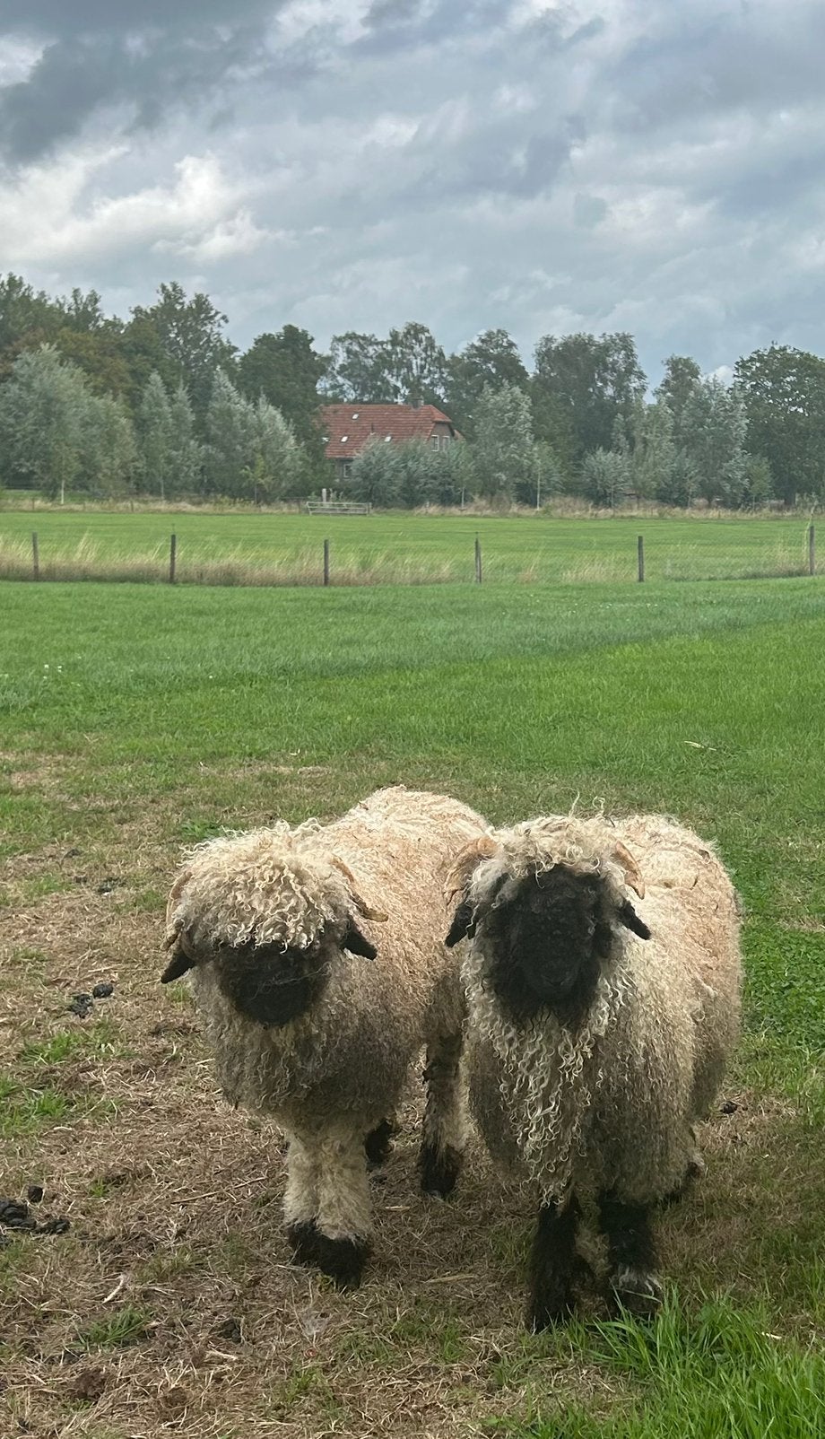 Walliser Schwarznase ooi- + ram lam, Schaap, 0 tot 2 jaar