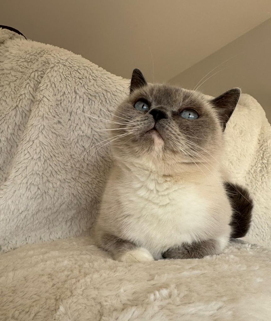 Raszuivere Britse Korthaar Blue Point Poesje!, Poes, Gechipt, 3 tot 5 jaar
