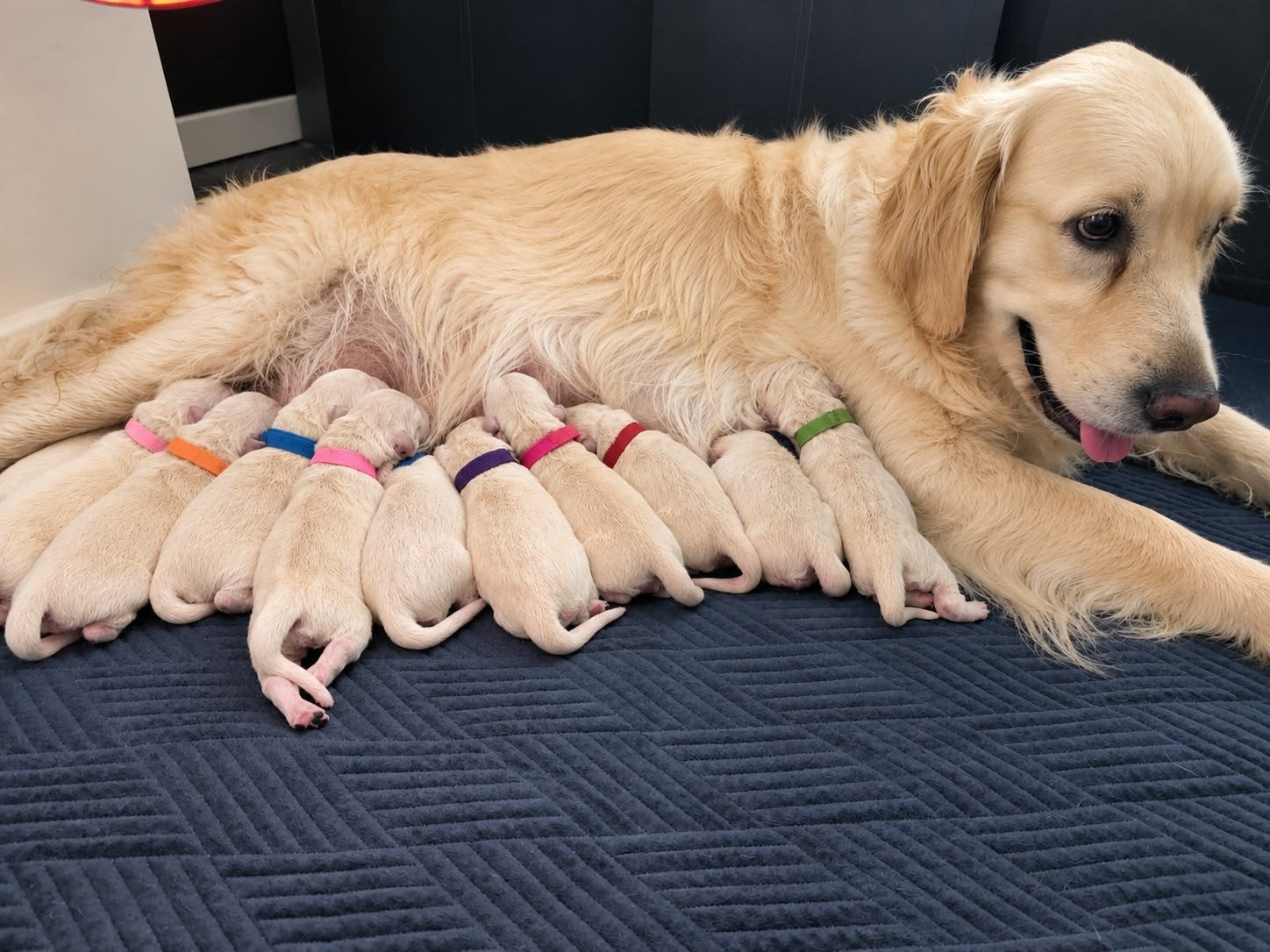 Golden Retriever pups, Golden retriever, 8 tot 15 weken, Meerdere, Meerdere dieren