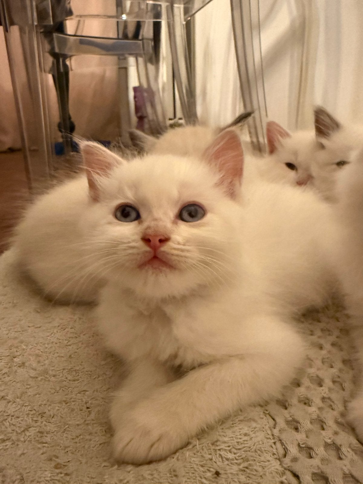 Prachtige Ragdolls raszuiver, Kater, Ontwormd, 0 tot 2 jaar