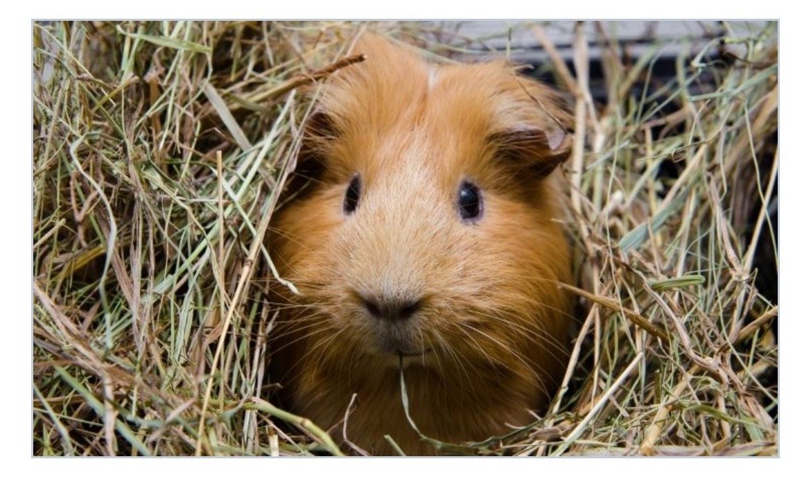 Aangeboden: gratis vakantieopvang cavia’s en/of hamster, Dieren en Toebehoren, Mei, Geslacht onbekend, Cavia