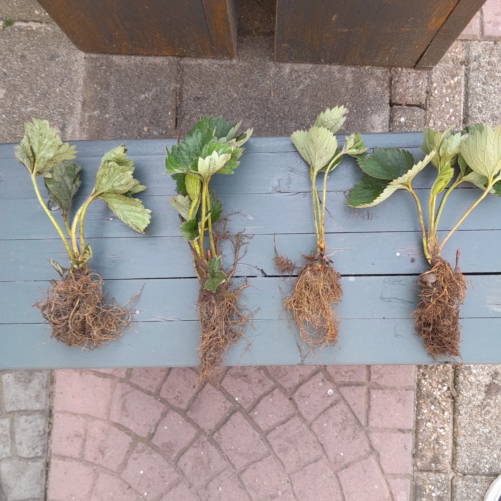 aardbeiplantjes 50 cent, Ophalen, Eenjarig, Groenteplanten, Volle zon