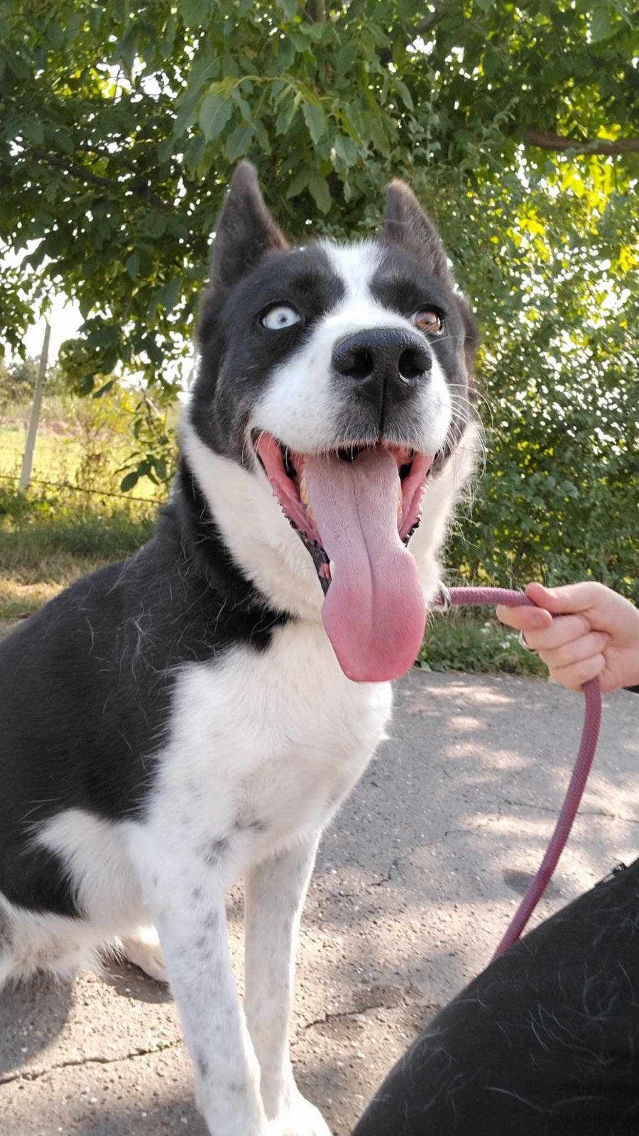 Hond zoekt nieuw huis, Dieren en Toebehoren, 6 jaar of ouder, Particulier, Buitenland, Teef