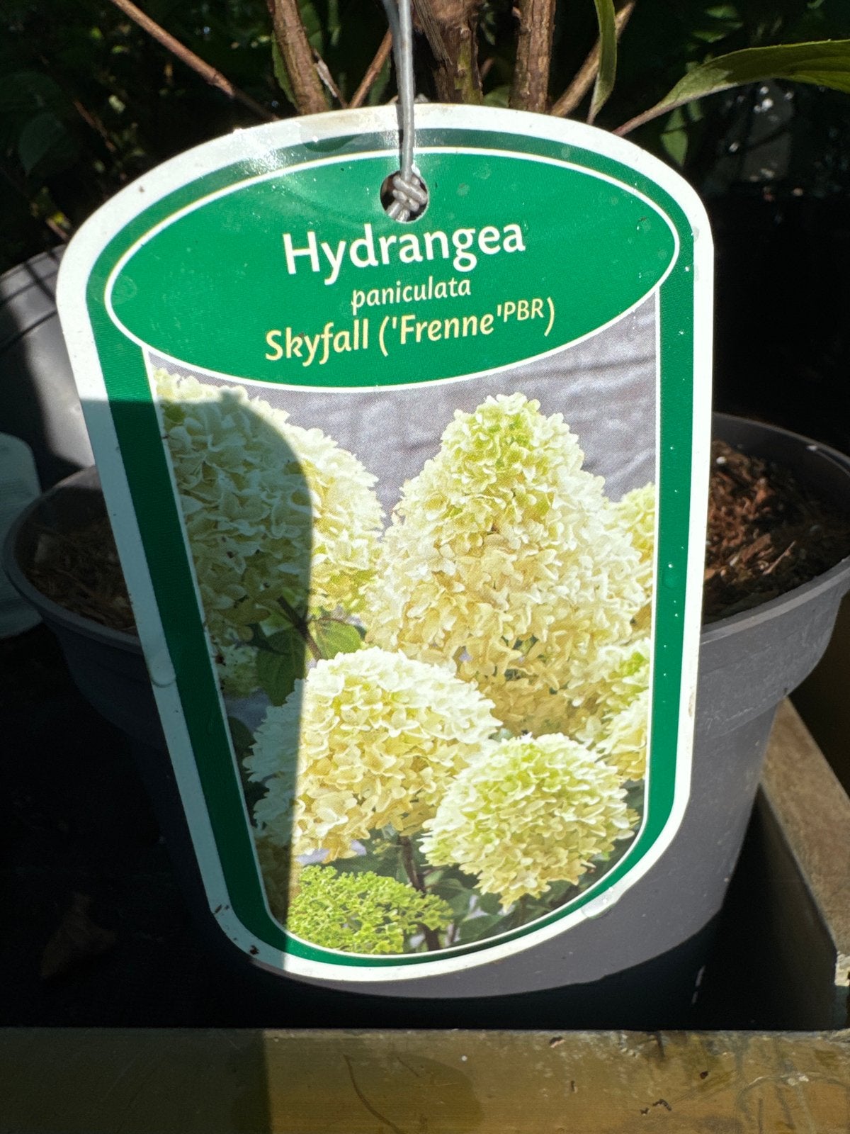 Foto 2 van Skyfall Pluimhortensia in 19 cm pot Exclusieve Hydrangea’s