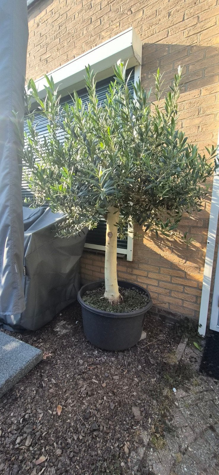 Prachtige Olijfboom - Brengt Mediterrane sfeer in uw tuin, Ophalen, Overige soorten, Volle zon