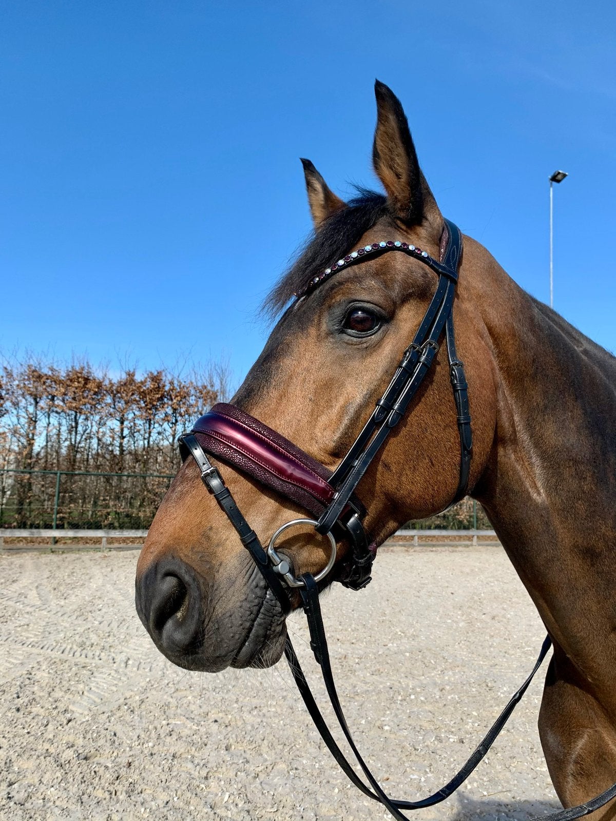 Speciaal Tess hoofdstel, maat full bordeaux paars, Ophalen of Verzenden, Paars, Hoofdstel, Full
