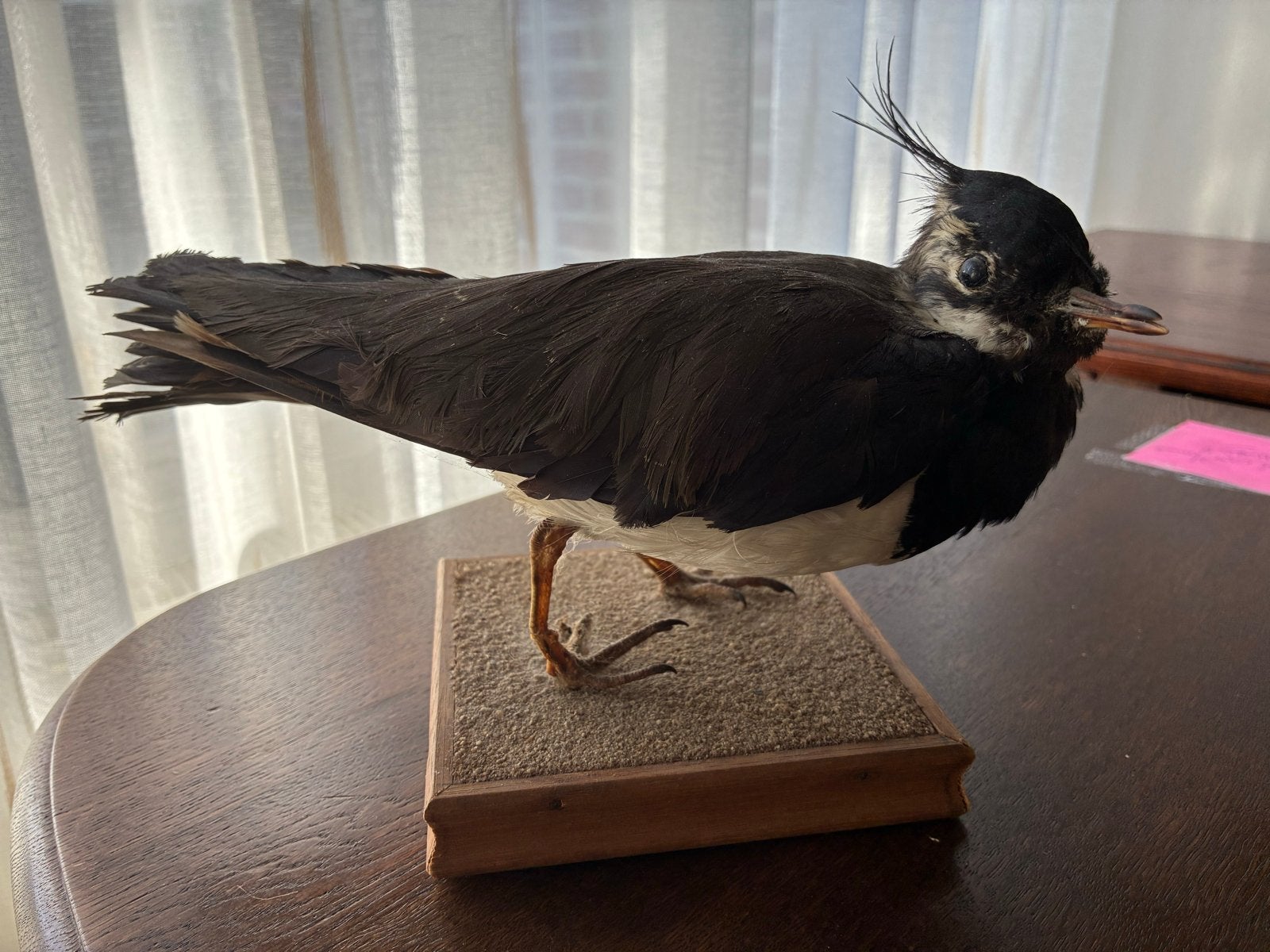 Opgezette Kievit - Prachtig exemplaar, Ophalen, Zo goed als nieuw, Vogel, Opgezet dier