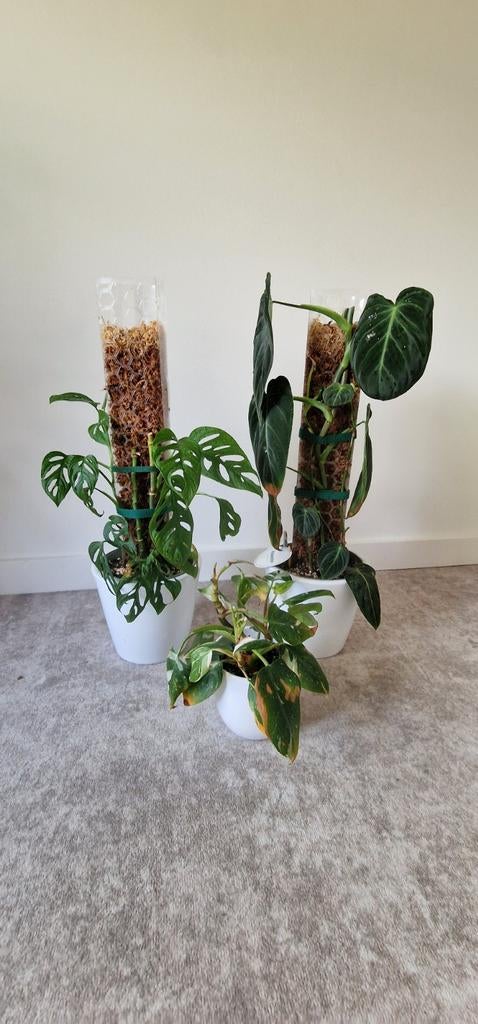 Monstera Adansonii & Philodendron Gloriosum met mosstok, Vaste plant, Bloeit niet, Halfschaduw, Ophalen
