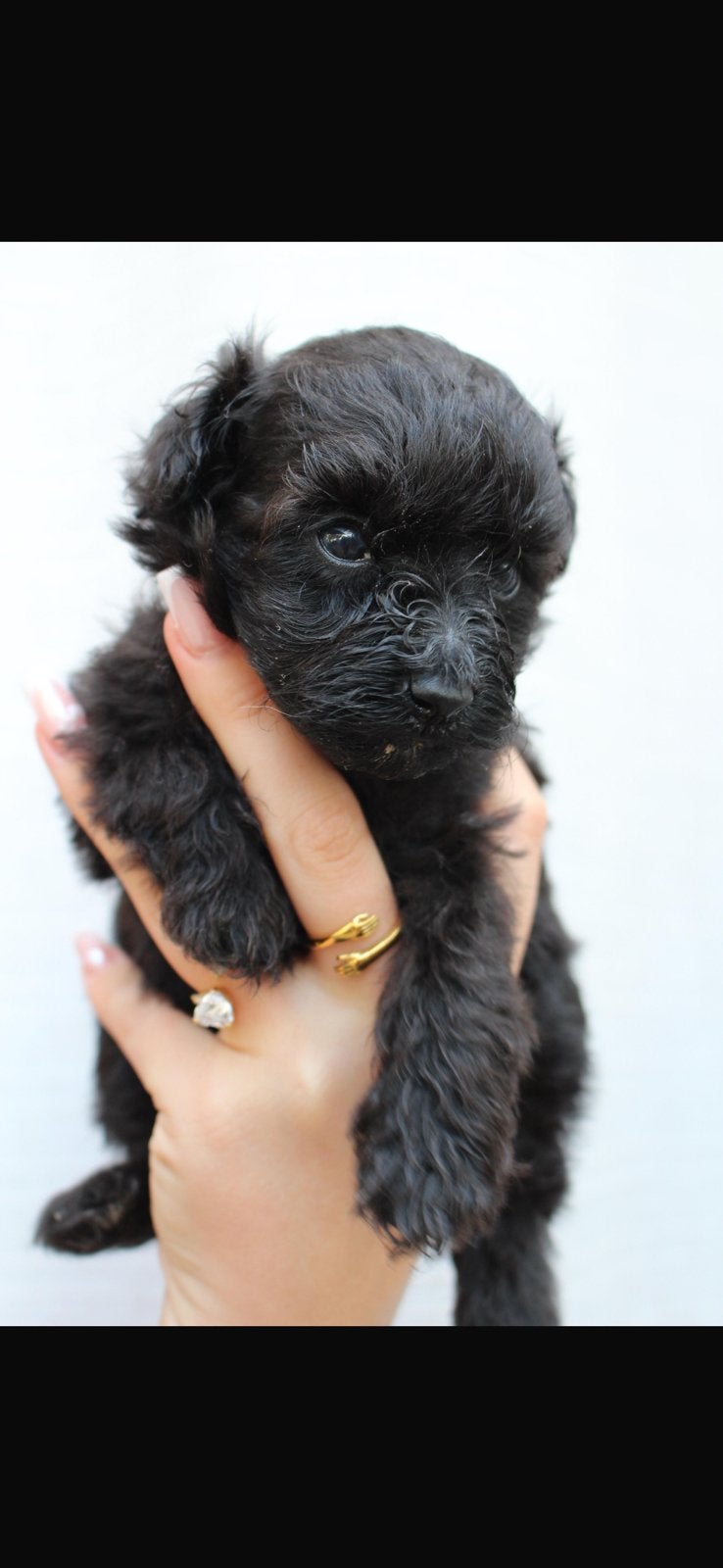 Pomapoo, Ophalen, Nieuw, Tondeuse