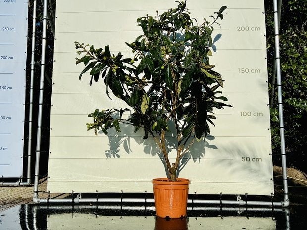 Japanse Wolmispel - hoogte 200 cm, Tuin en Terras, In pot, Halfschaduw, 100 tot 250 cm, Zomer