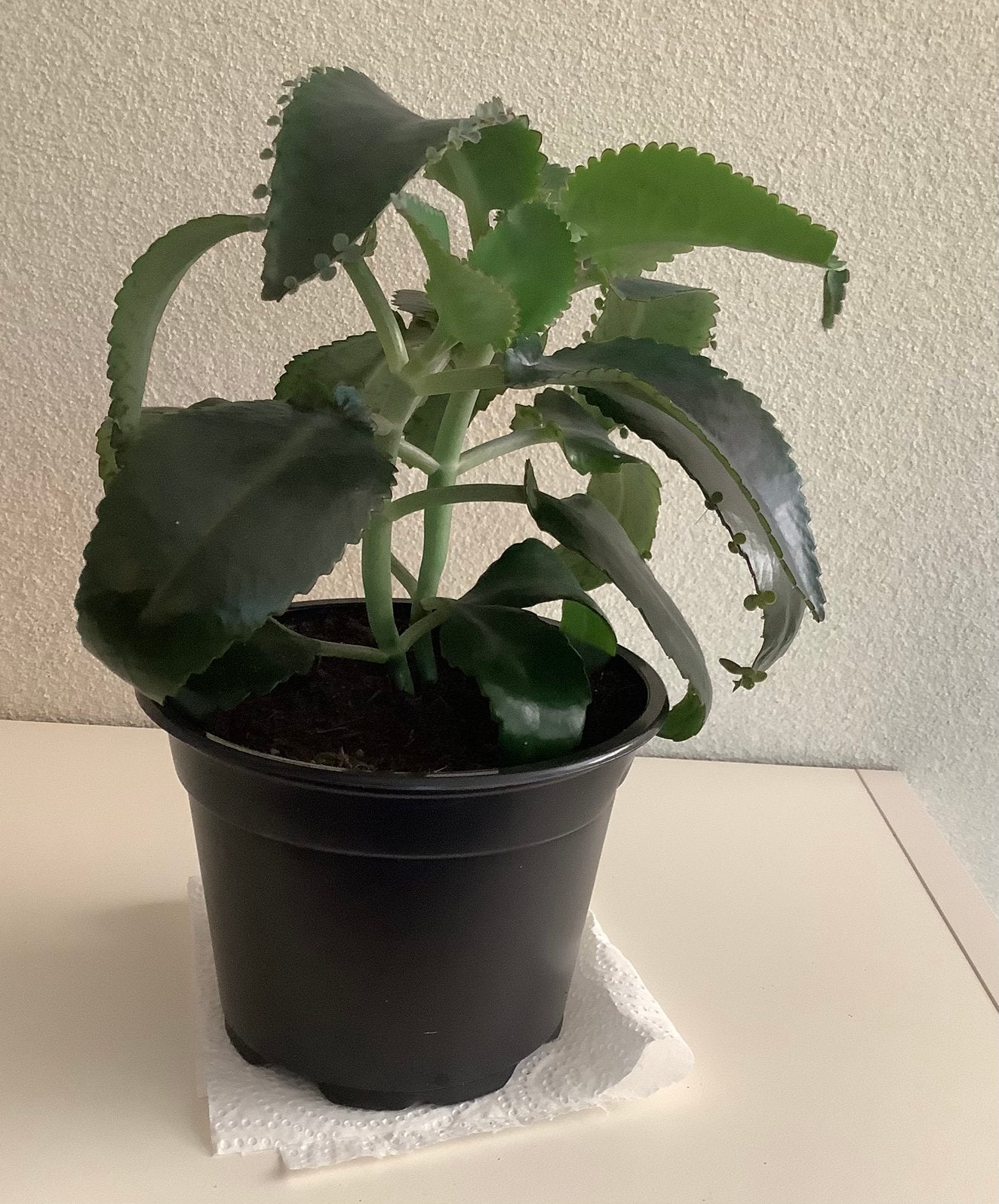 Plantje: Mother of thousands, Groene kamerplant, Ophalen, Minder dan 100 cm