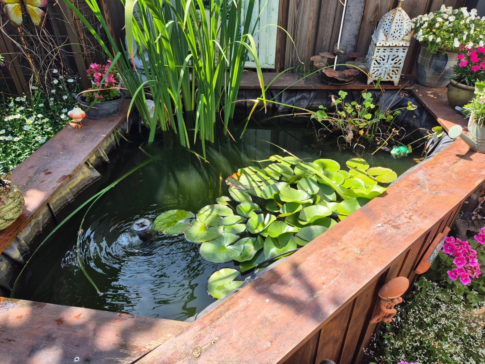 Vijverplanten ,Vissen en Pomp Gratis, Tuin en Terras, Vijvers, Gebruikt, Ophalen