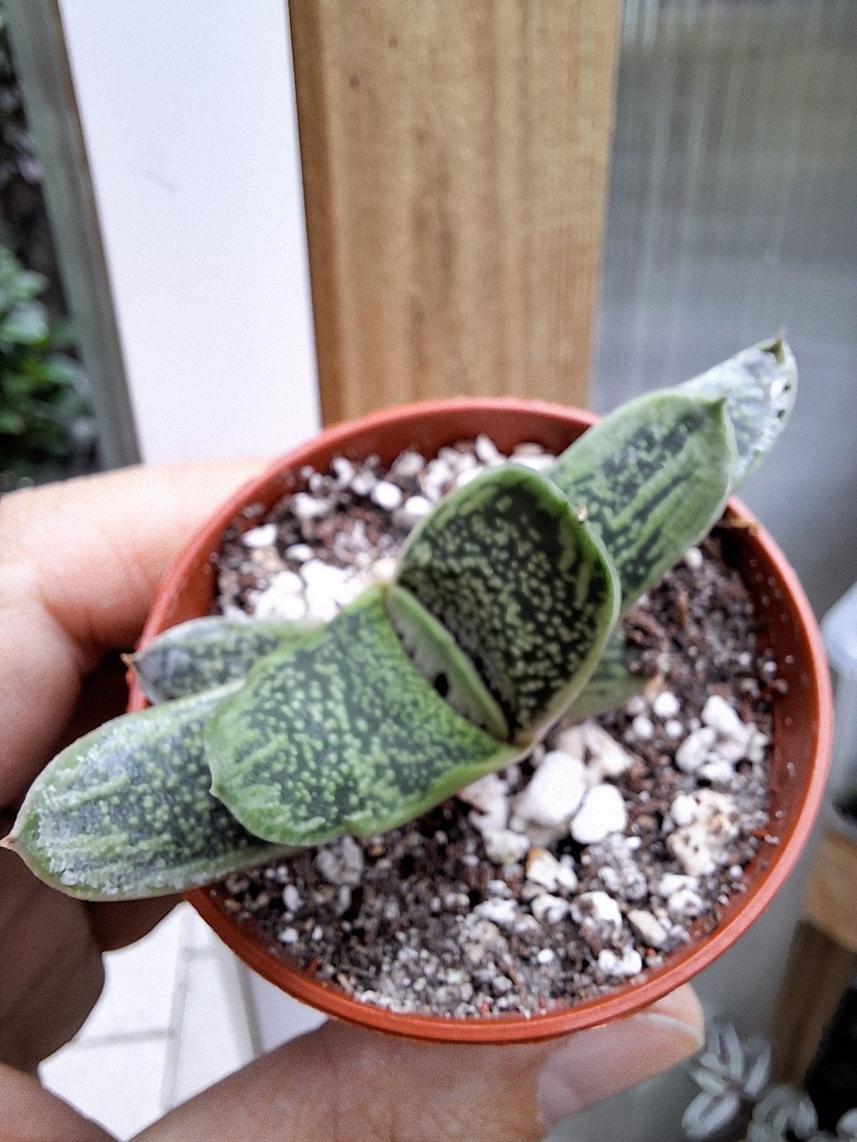Gasteria 'little wothy' en haworthia limifolia, Ophalen of Verzenden, Halfschaduw, Minder dan 100 cm