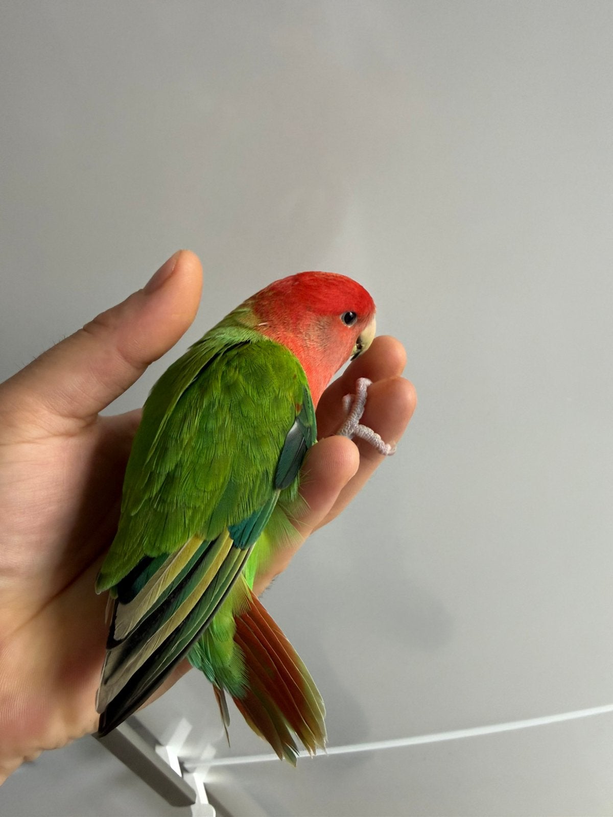 Parkiet, Dieren en Toebehoren, Mannelijk, Dwergpapegaai of Agapornis, Geringd