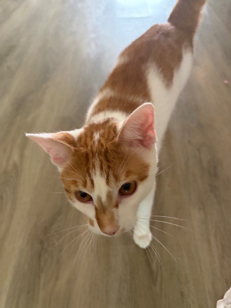 Kater, Dieren en Toebehoren, Kater, Kortharig, 0 tot 2 jaar