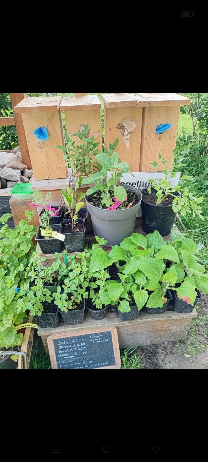 Diverse kruiden en moestuin planten te koop, Ophalen, Eenjarig, Groenteplanten, Volle zon