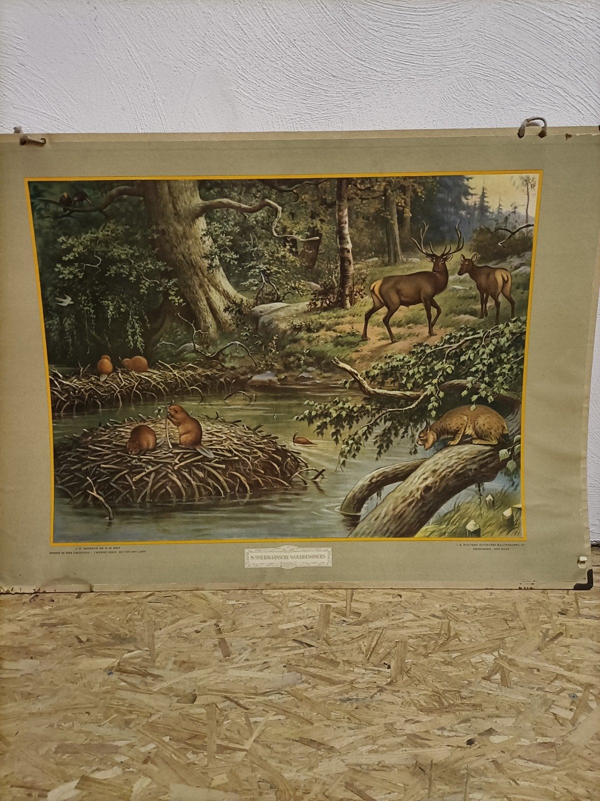 Oude schoolplaat, Ophalen of Verzenden, Natuur en Biologie