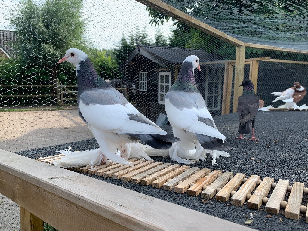 Gentse kroppers van dit jaar, Meerdere dieren, Kropper