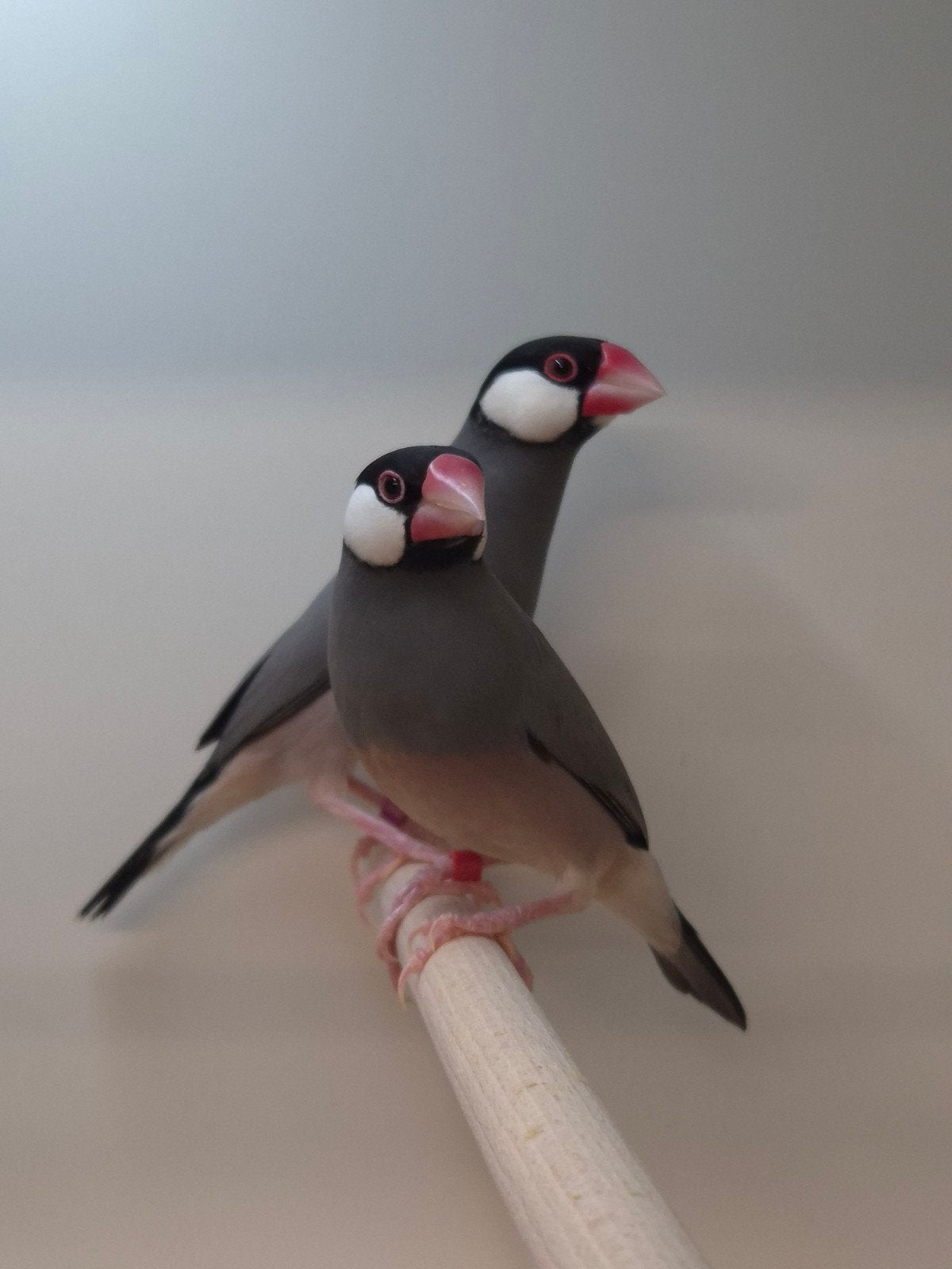 Rijstvogels, Dieren en Toebehoren, Meerdere dieren, Tropenvogel, Geringd