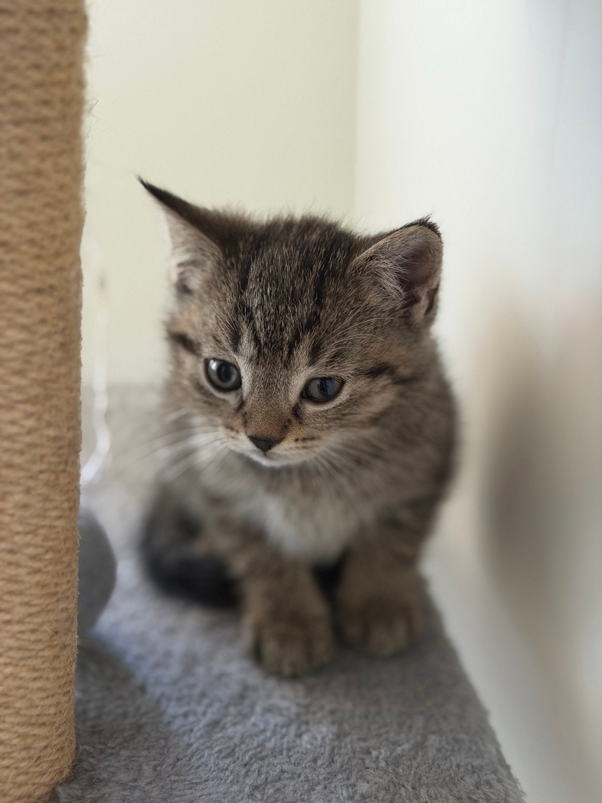 Mooie kittens te koop – €600  Lieve en mooie kitte, Dieren en Toebehoren, Katten en Kittens | Raskatten | Langhaar, 0 tot 2 jaar