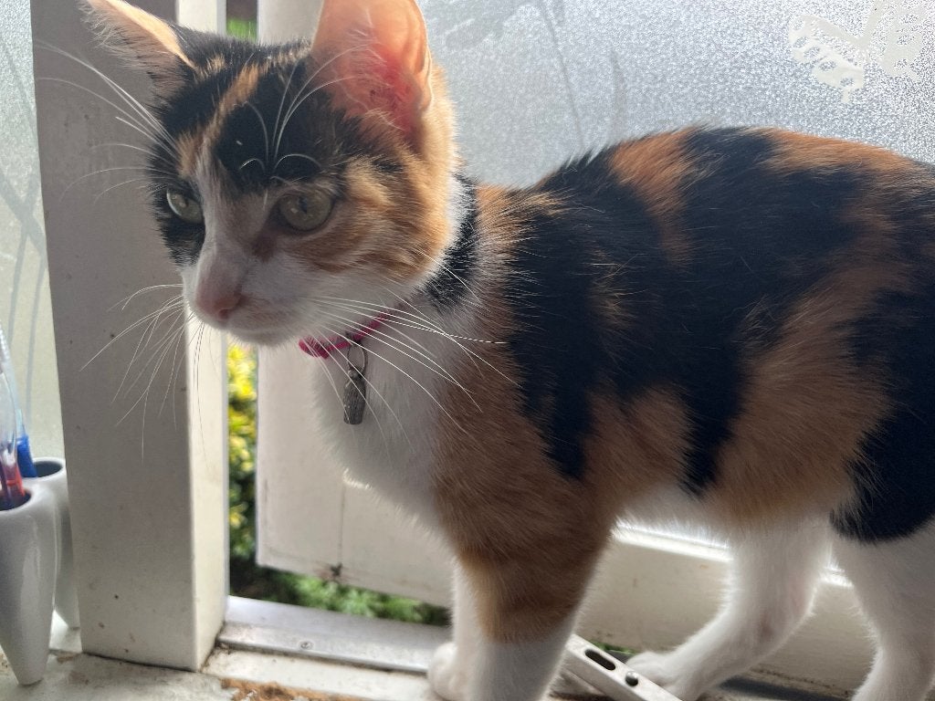 Zwarte wit poesje kitten aangeboden, Dieren en Toebehoren, Katten en Kittens | Overige Katten, Meerdere dieren, Kortharig, 0 tot 2 jaar