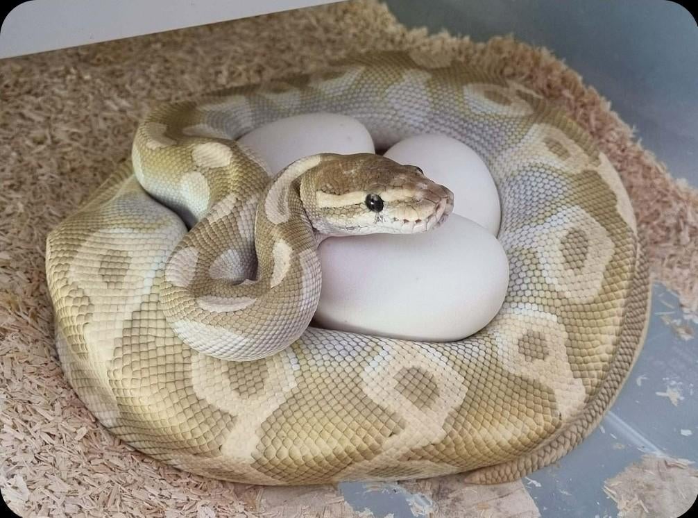 0.1 mojave special koningspython python regius Ball Python - female for sale from Rocking Reptiles