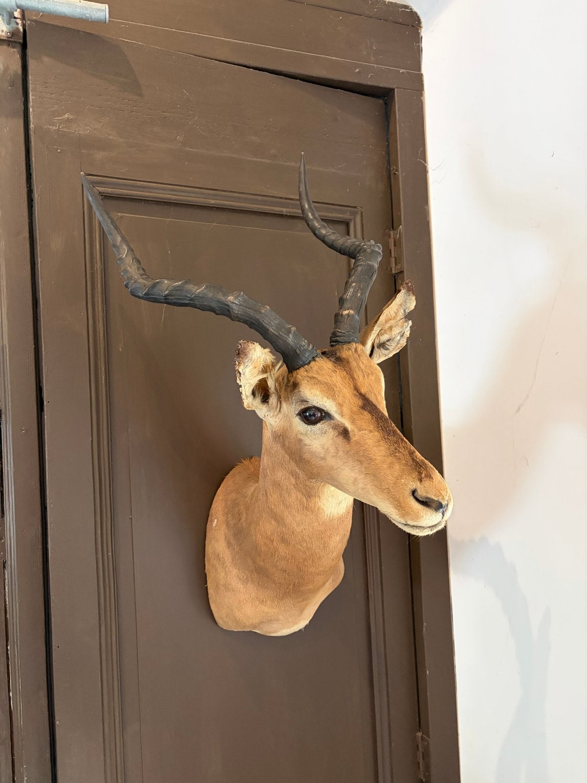 Grote Koedoe Taxidermie Hoofd - gewei - hertenkop, Ophalen, Gebruikt, Wild dier, Gewei of Kop
