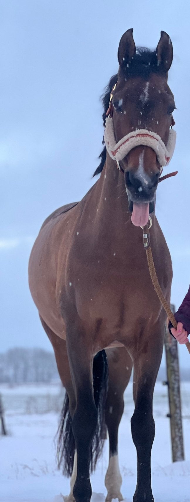 Knappe leermeester aangeboden, Dieren en Toebehoren, Pony's, Ruin, M, D pony (1.37m tot 1.48m), Dressuurpony, 11 jaar of ouder