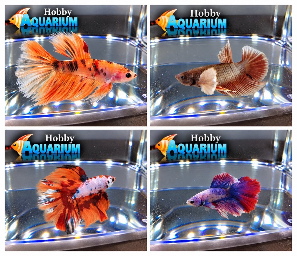 Hobbyaquarium Betta Splendes ruime keuze 22/23/24/25 oktober, Vis, Zoetwatervis