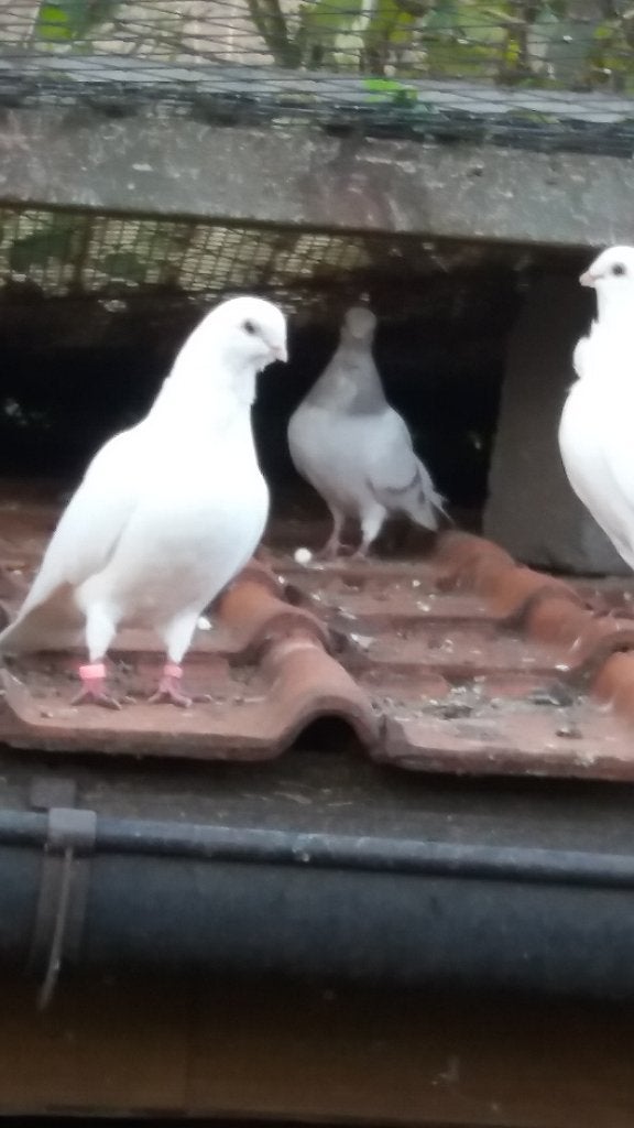 figurita duifjes, Dieren en Toebehoren, Meerdere dieren, Overige soorten