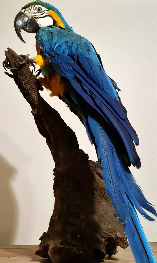 Opgezette Blauw gele ara * Papegaai * Taxidermie, Verzenden, Zo goed als nieuw, Vogel, Opgezet dier