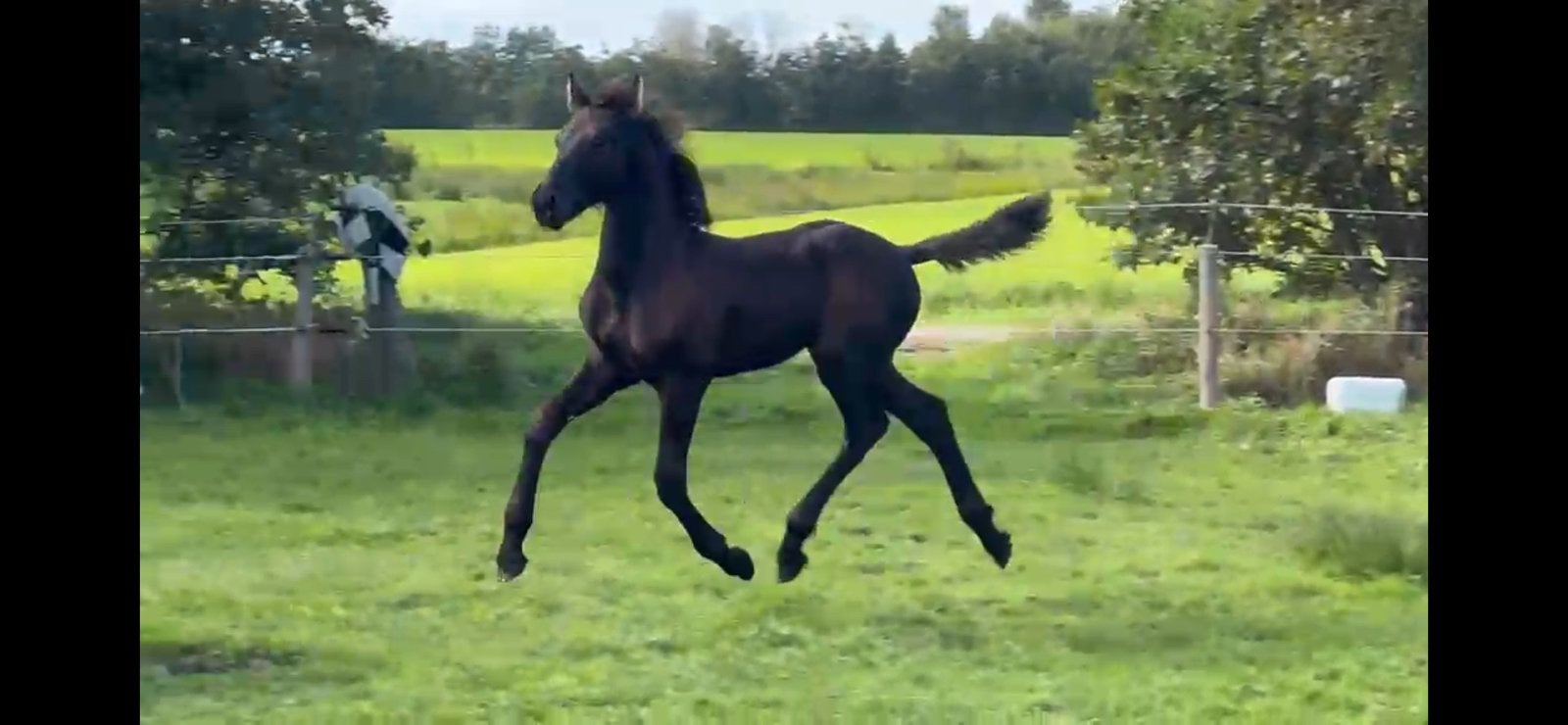 Fries hengstveulen Nisse x Beart, Minder dan 160 cm, Niet van toepassing, Dressuurpaard, 0 tot 2 jaar