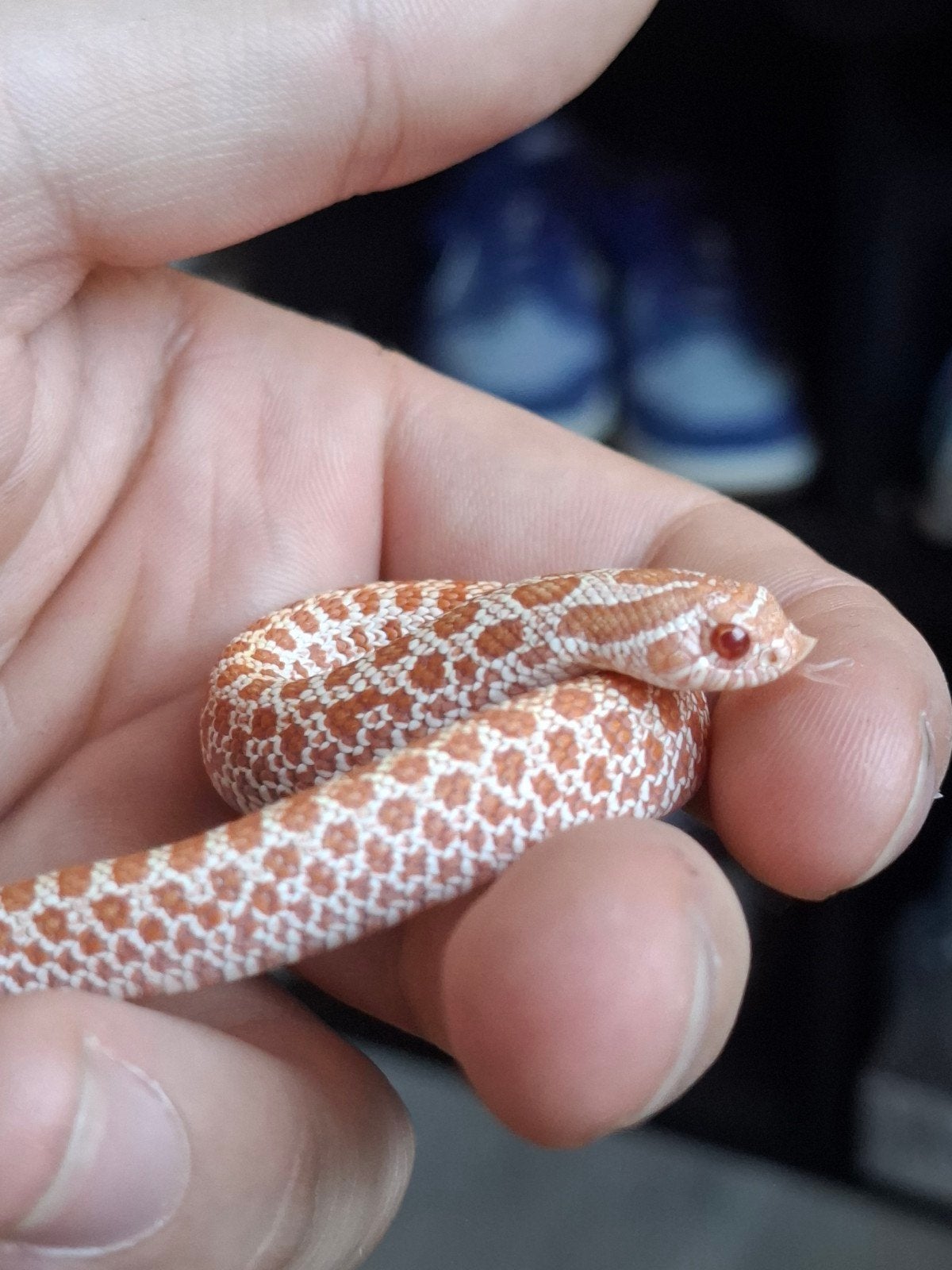 albino artic haakneus Hognose Snake photo 3