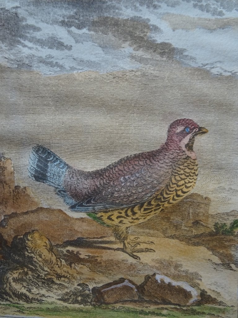 Ets in kleur Korhoen, vogel op rots, La Gelinote, Legrand, Antiek en Kunst, Handgekleurd, Verzenden, Gravure, Flora en Fauna