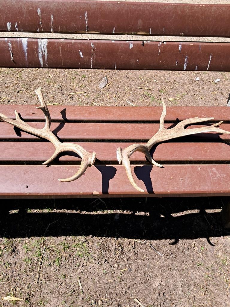Herten Gewei Decoratie - Natuurlijk en Uniek, Ophalen, Nieuw