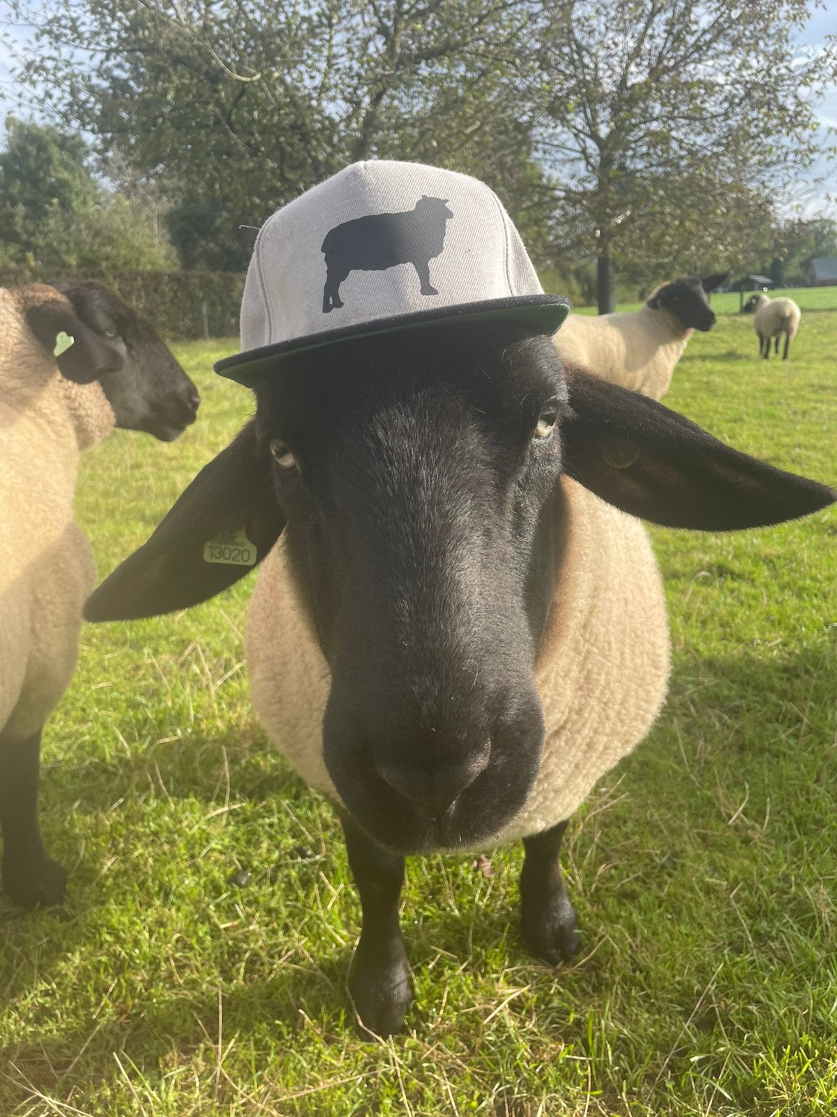 Op zoek een Suffolk dekram, Mannelijk, Schaap
