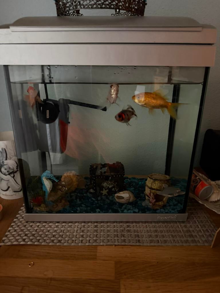 Leuk aquarium met 4 vissen, Ophalen, Zo goed als nieuw, Gevuld zoetwateraquarium