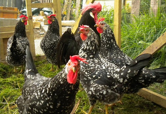 Ancona groot hennen >10 weken, Dieren en Toebehoren, Pluimvee, Meerdere dieren, Kip