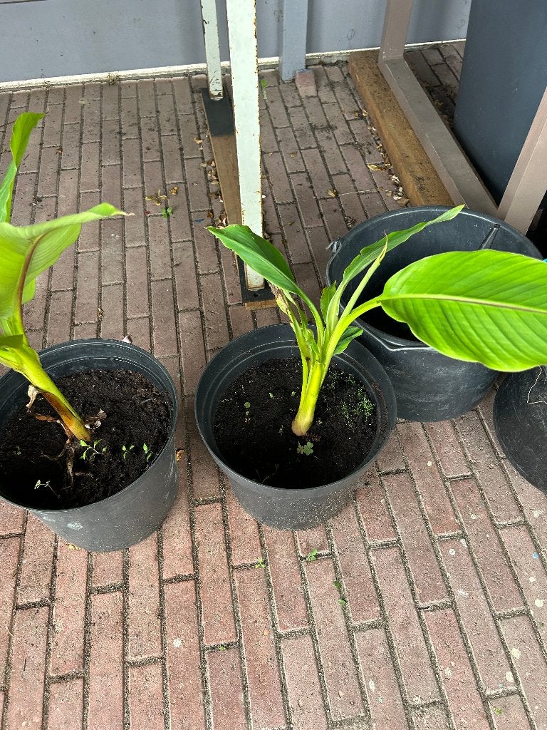 bananenplant, Ophalen, Overige soorten, Volle zon