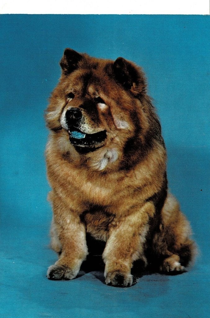 Hond, Ophalen of Verzenden, 1980 tot heden, Ongelopen, Hond of Kat