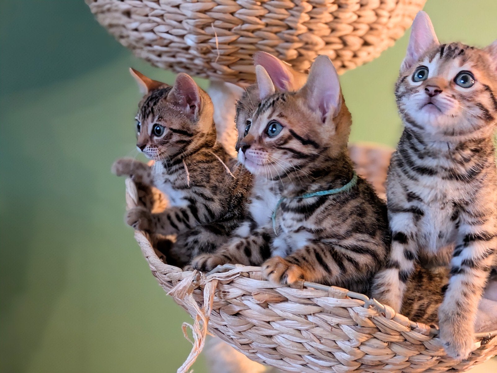Prachtige Bengaal kittens! UPDATE ->, Meerdere dieren, Gechipt