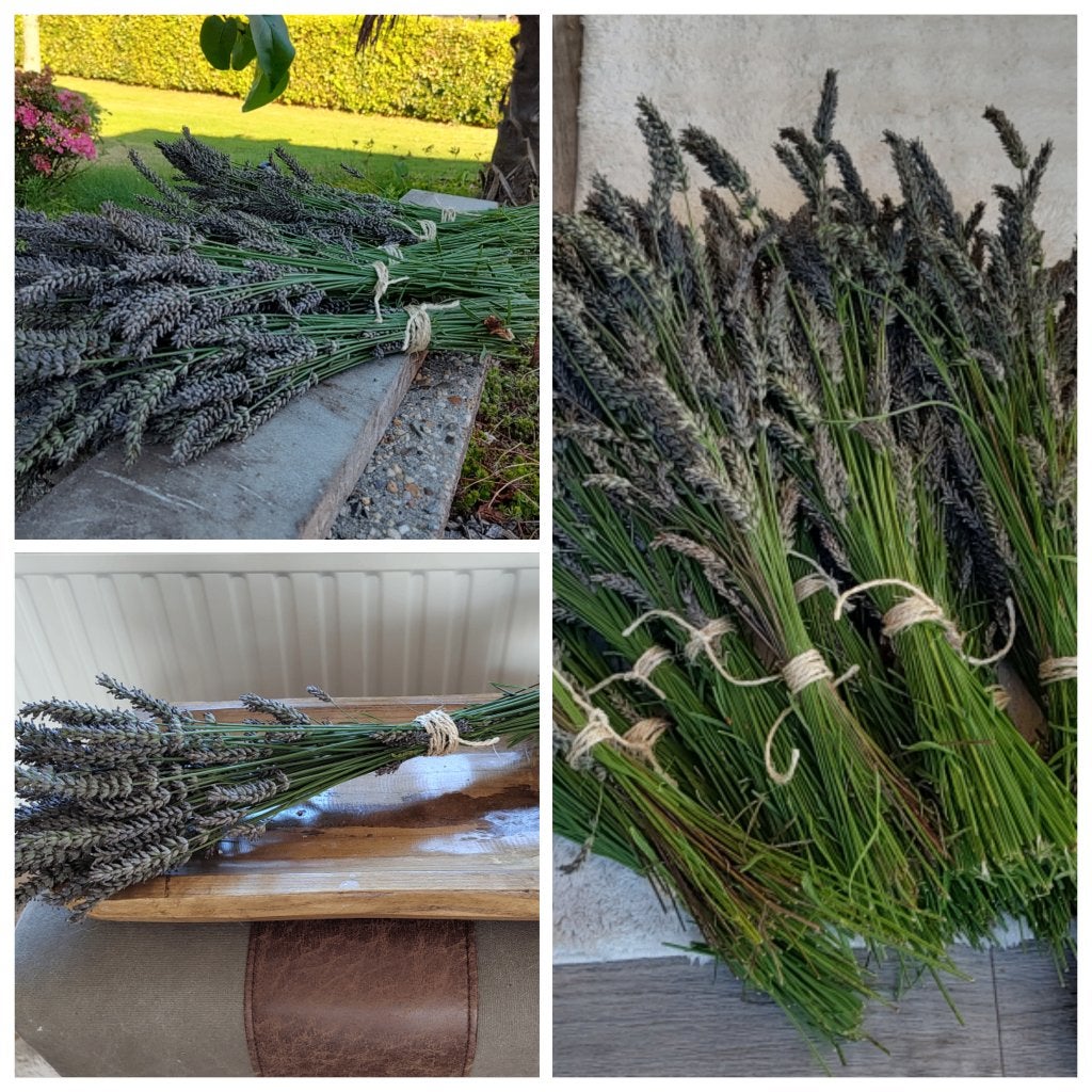 Bosjes Lavendel voor decoratie, Ophalen, Overige soorten, Volle zon